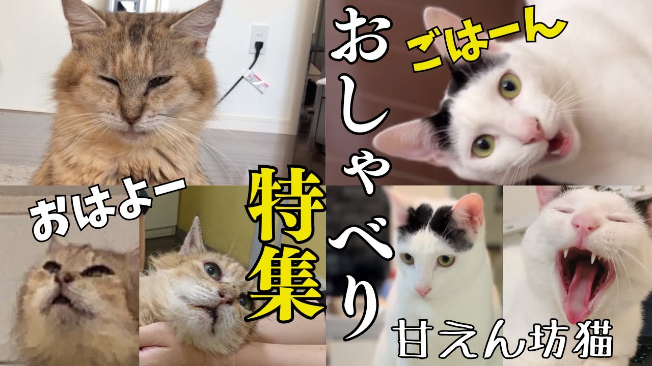 【日本語をしゃべる猫】甘えるために沢山おしゃべりするエンパチ君のおしゃべり特集。なーさんもこんなにしゃべってました！