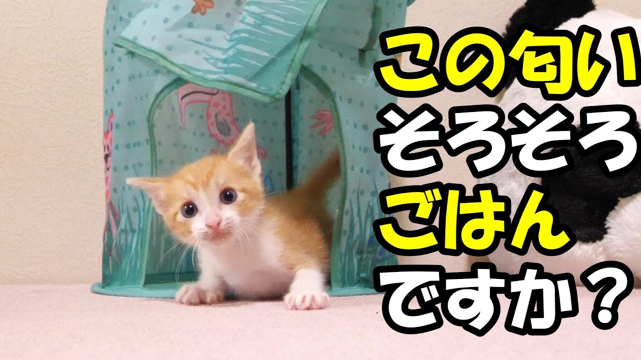いい匂いに慌てた子猫が急げや急げ【赤ちゃん猫　保護猫】
