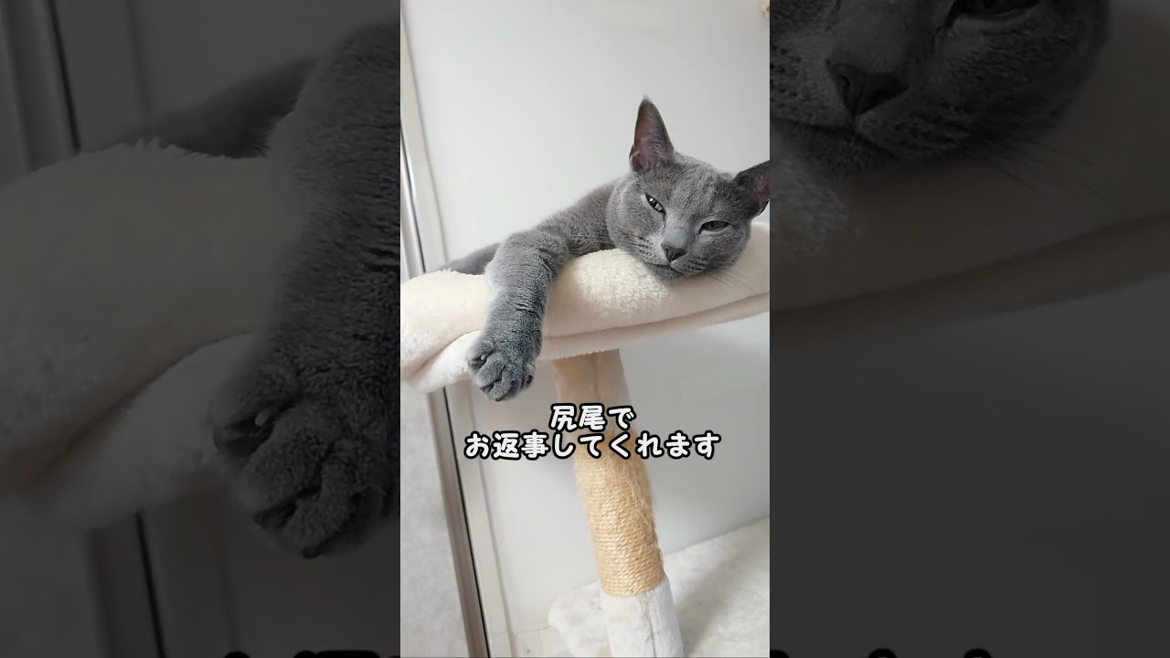 【猫動画】意外と嫁の言葉を理解してる？ロシアンブルー【russianbule】#shorts　Russian Blue surprisingly understands words
