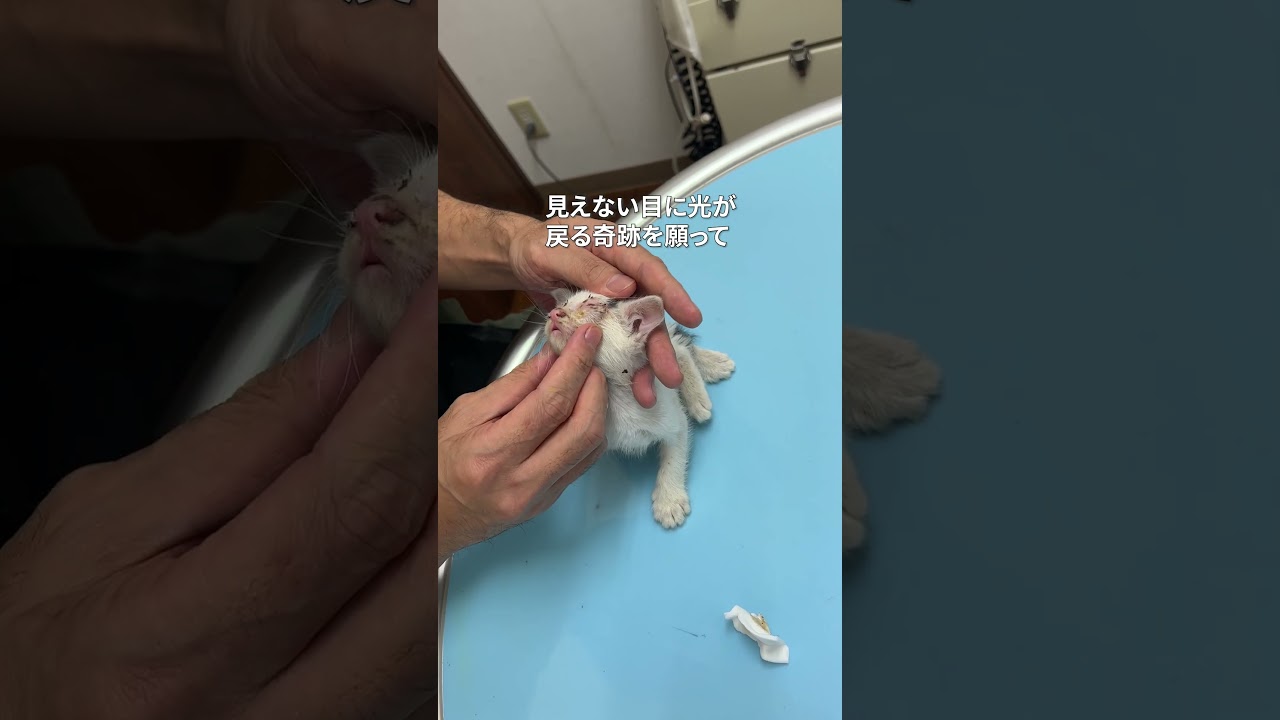 病気の子猫の感動のビフォーアフター