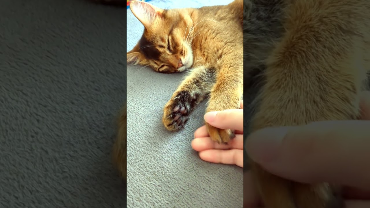 眠い… 🐱zzZ #猫 #cat #고양이 #cat #ソマリ