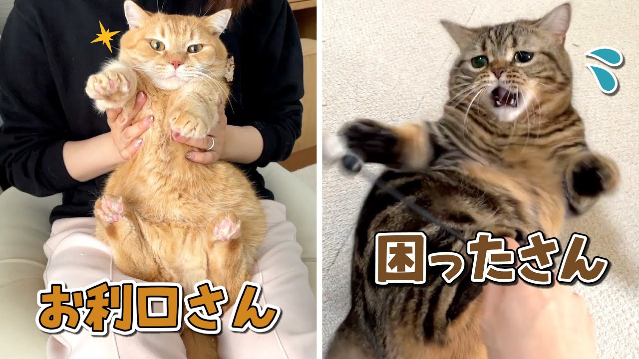 いつもと態度が入れ替わっちゃった兄弟猫の爪切りがこちら！
