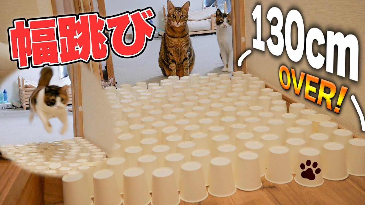 猫がどこまでの幅をジャンプできるのか検証したら衝撃の展開になりました…！！！