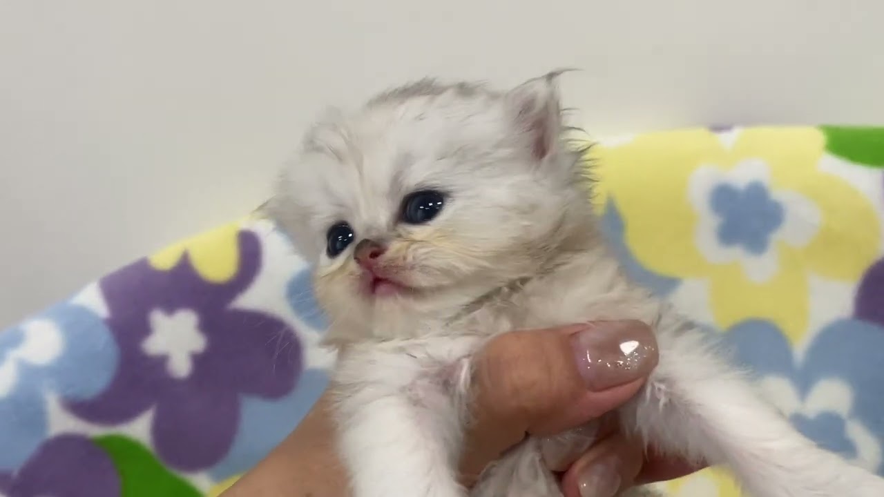 ペルシャ（チンチラ） チンチラシルバー・男の子