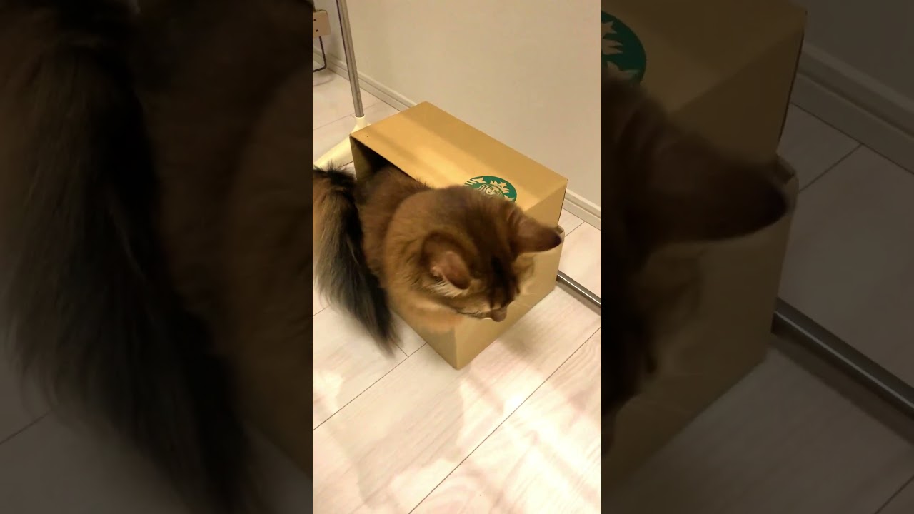 ロイ君めずらしく箱入り #ロシアンブルー #ソマリ #shorts