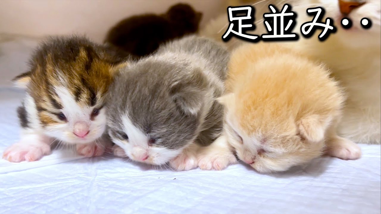 【マンチカンの子猫】子猫達の足並みは揃ったためしがない件 ∼猫のいる生活Vol.824~ 出産動画 マンチカン短足・ミヌエット・ペルシャ猫専門ブリーダー『ペット蔵人』【子猫の成長記録】