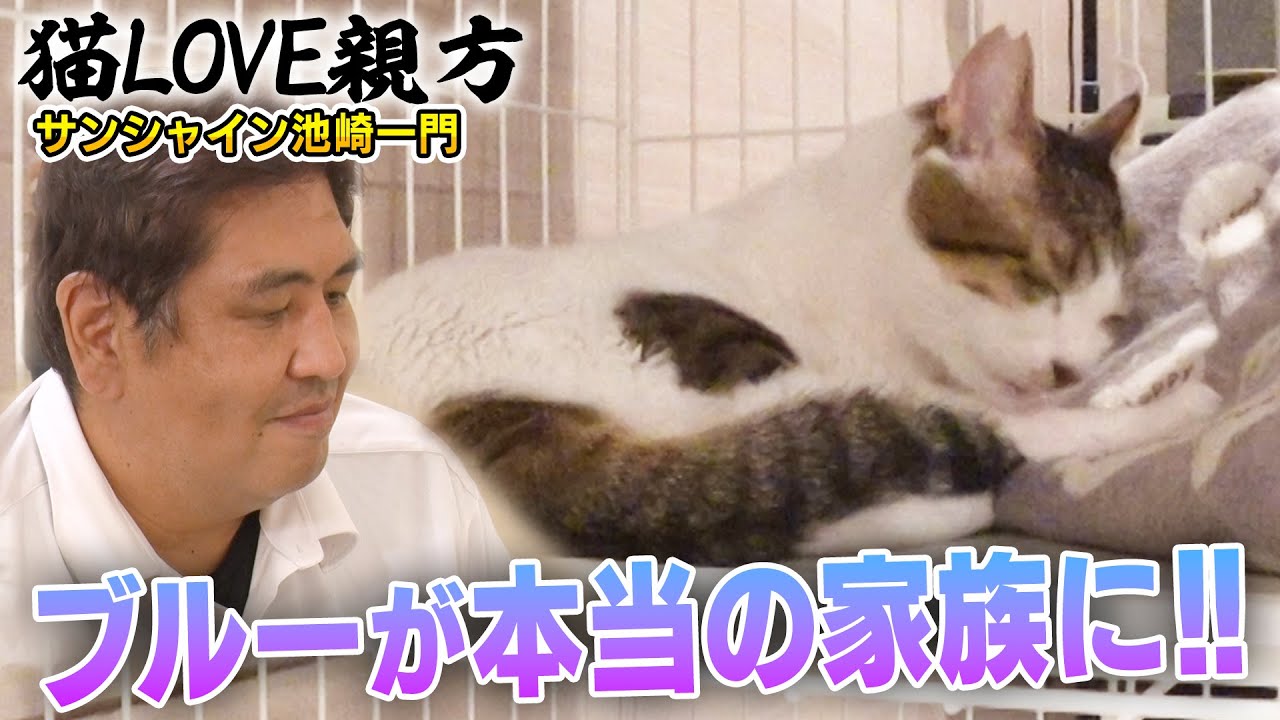 【保護猫活動】預かり８ヶ月目でブルーが本当に家族に！！【二子山親方】