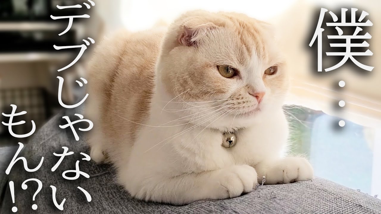 「太った？」って聞いたら猫がまさかの行動に...