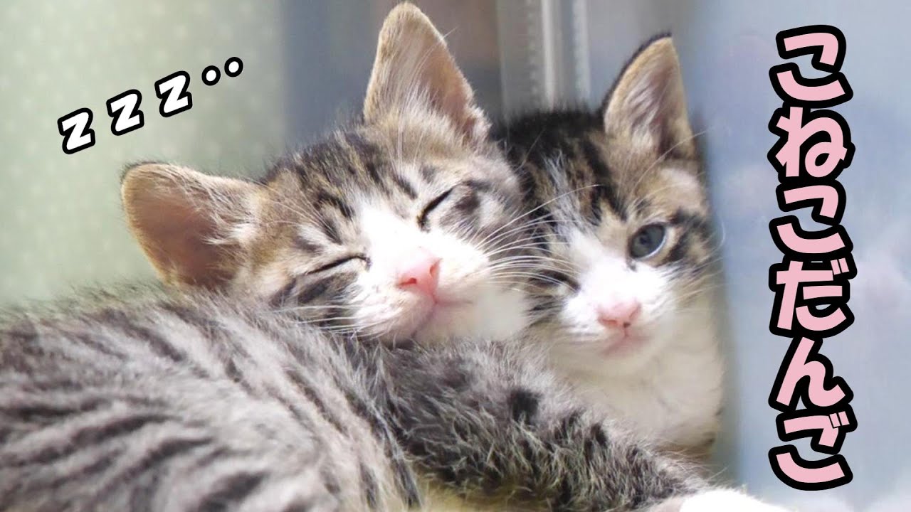 何度も泣きながらロッククライミングをした子猫たちは最後こうなっちゃいました【赤ちゃん猫　保護猫】