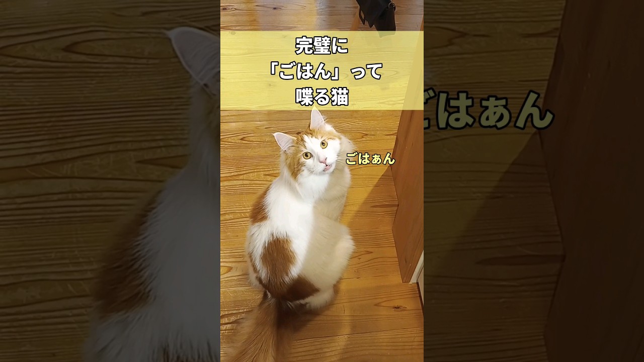 しゃべる猫 #shorts #しゃべる猫 #メインクーン #mainecoon #ねこのいる生活 #長毛種 #大型猫