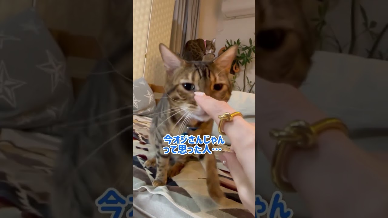 今日でテト6歳だってよ🎂Happy Birthday #shorts