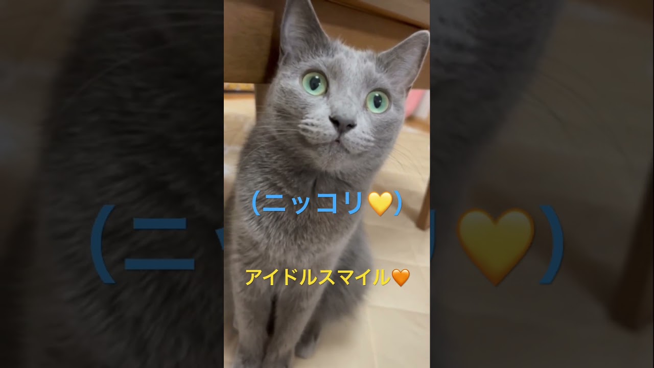 ニッコリ💛アイドルスマイル全開❣️（ロシアンブルー）#shorts