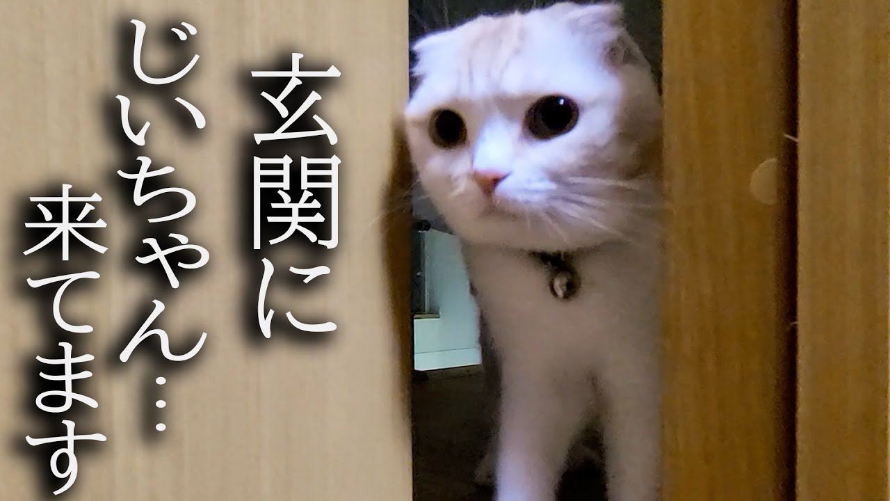 3年ぶりにじいちゃんが来たら猫と犬がこうなっちゃいました...