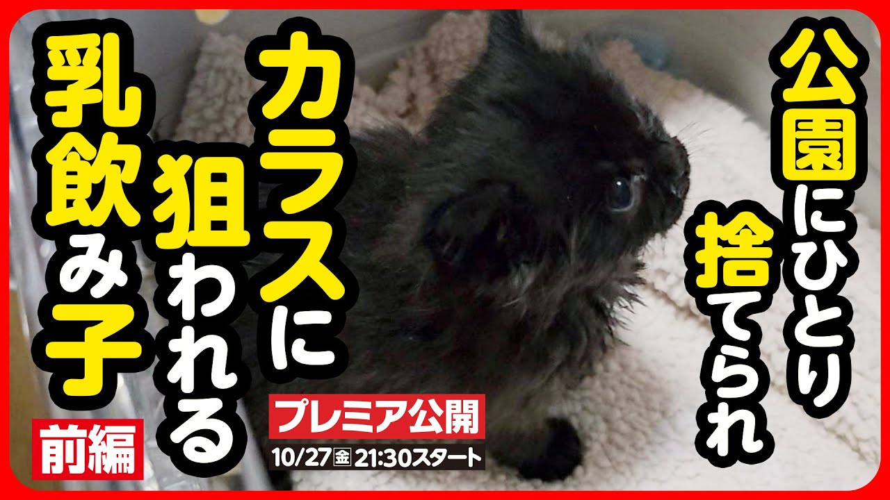 【子猫 保護】人の手で捨てられ、カラスに狙われていた子猫を緊急保護しました