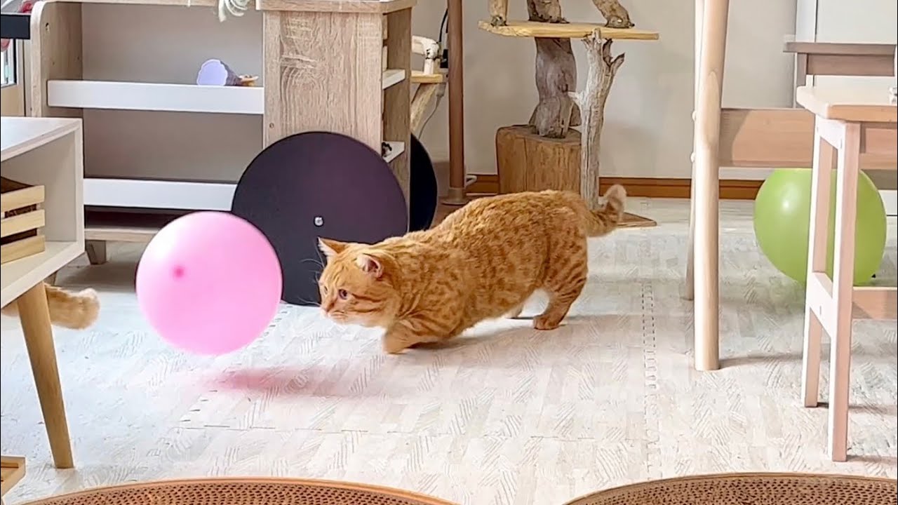 風船であそぶ無垢な猫ぽちゃくん！ #猫 #マンチカン