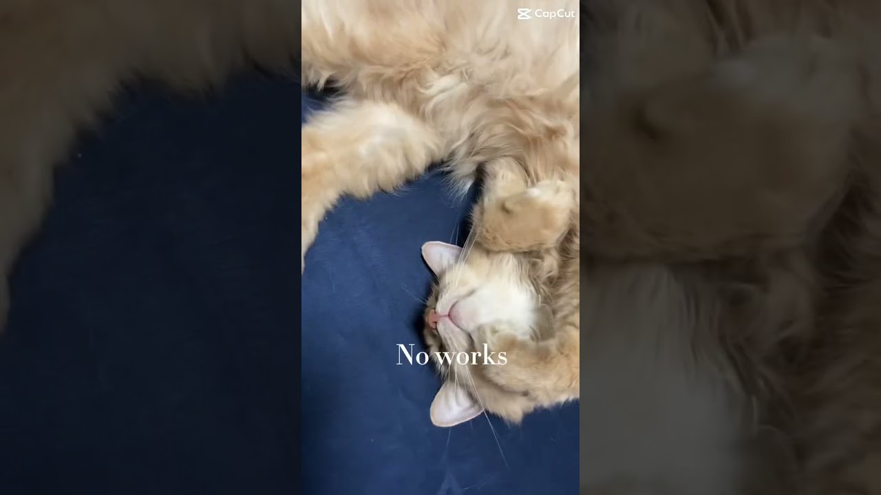 猫が故に🐱#shorts #猫 #ソマリ