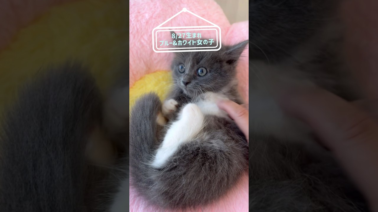 本当におっっとり子猫さん【生後54日目】#モフモフさん#フワフワ#ロングヘアー#短足マンチカン#ブルー＆ホワイト#くつ下さん#子猫#munchkin#kitten#munchkinkitten