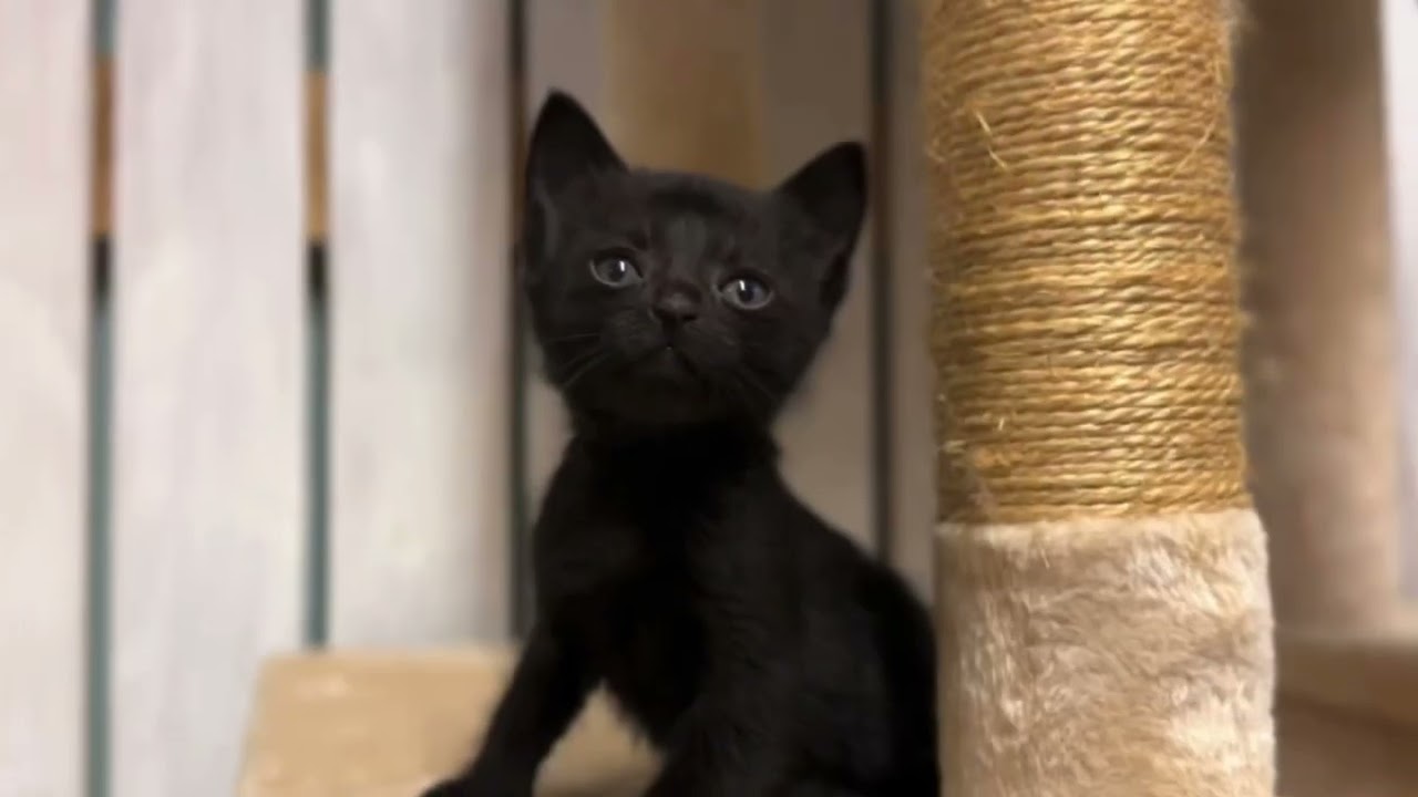 【ナナハチ’s ROOM】ボンベイの男の子　20231013