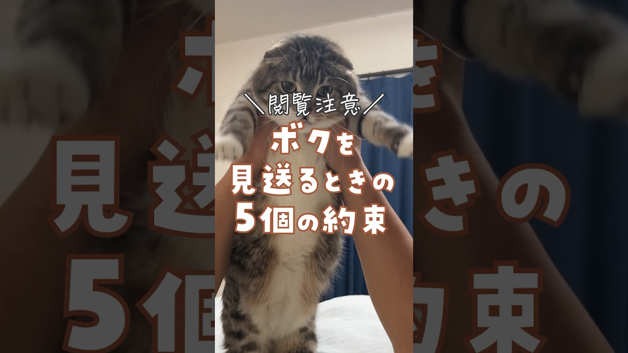 【閲覧注意】ボクを見送るときの5個の約束 #猫 #ペットロス #感動