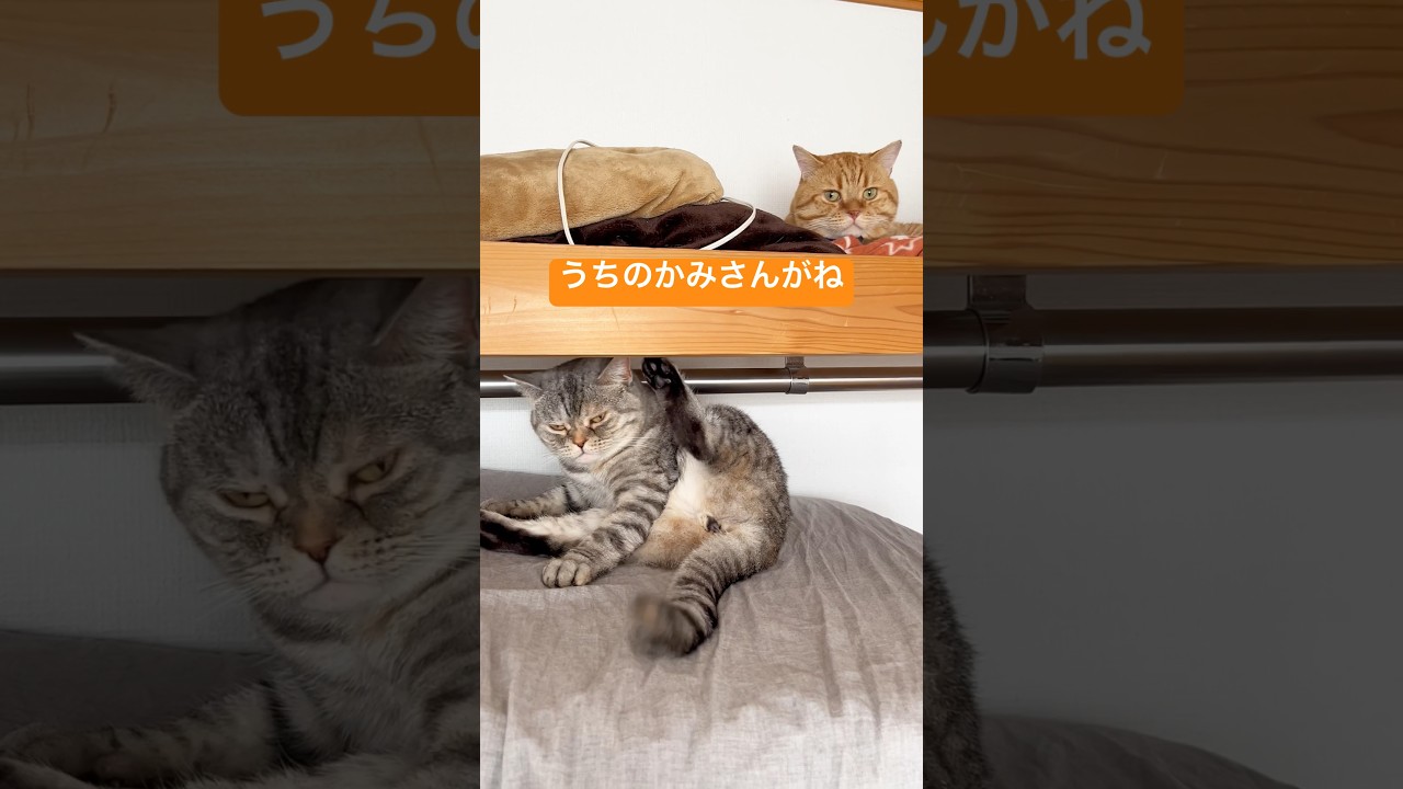 刑事チャロンボ3 #猫 #マンチカン #shorts