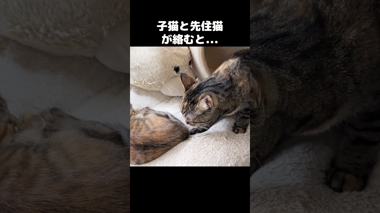 子猫と先住猫が絡むとこうなります…笑　#shorts
