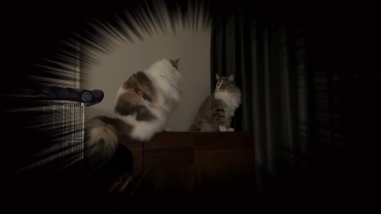【暗闇の猫】ノルウェージャンフォレストキャット姉妹のケンカ（字幕あり）