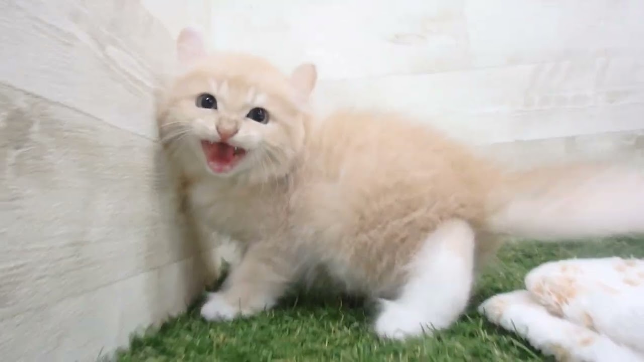 Coo&RIKU　No00653965 アメリカンカール