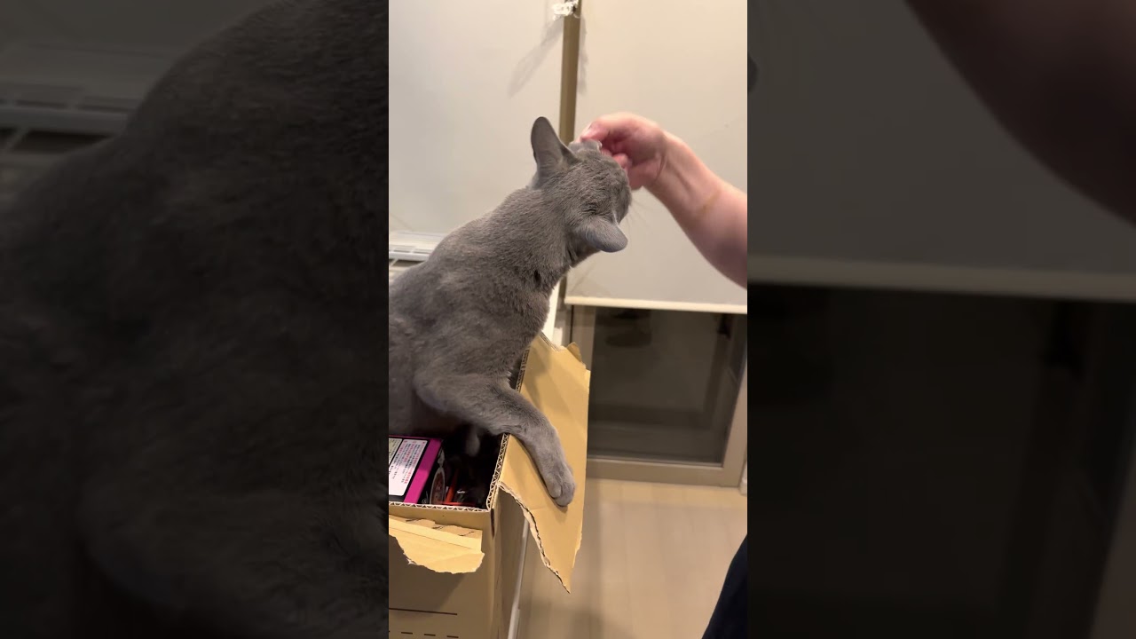 ウィルの毎日 #8 俺の黒缶は渡さねぇ！