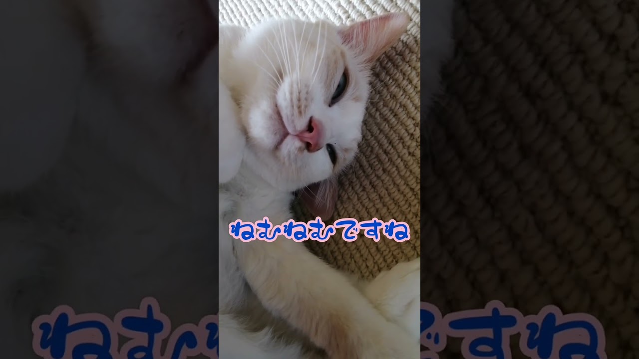 【ねこ動画】おねんねゆきちゃん🐱 #shorts #子猫 #ねこのいる暮らし