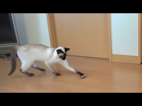 ハンドスピナーを自ら高速回転させるシャム猫🤭