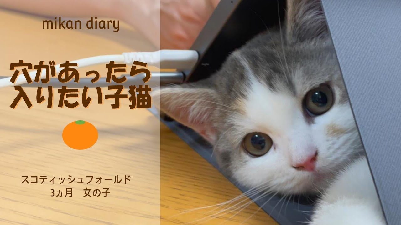 【スコティッシュフォールド】穴があったら入りたい子猫