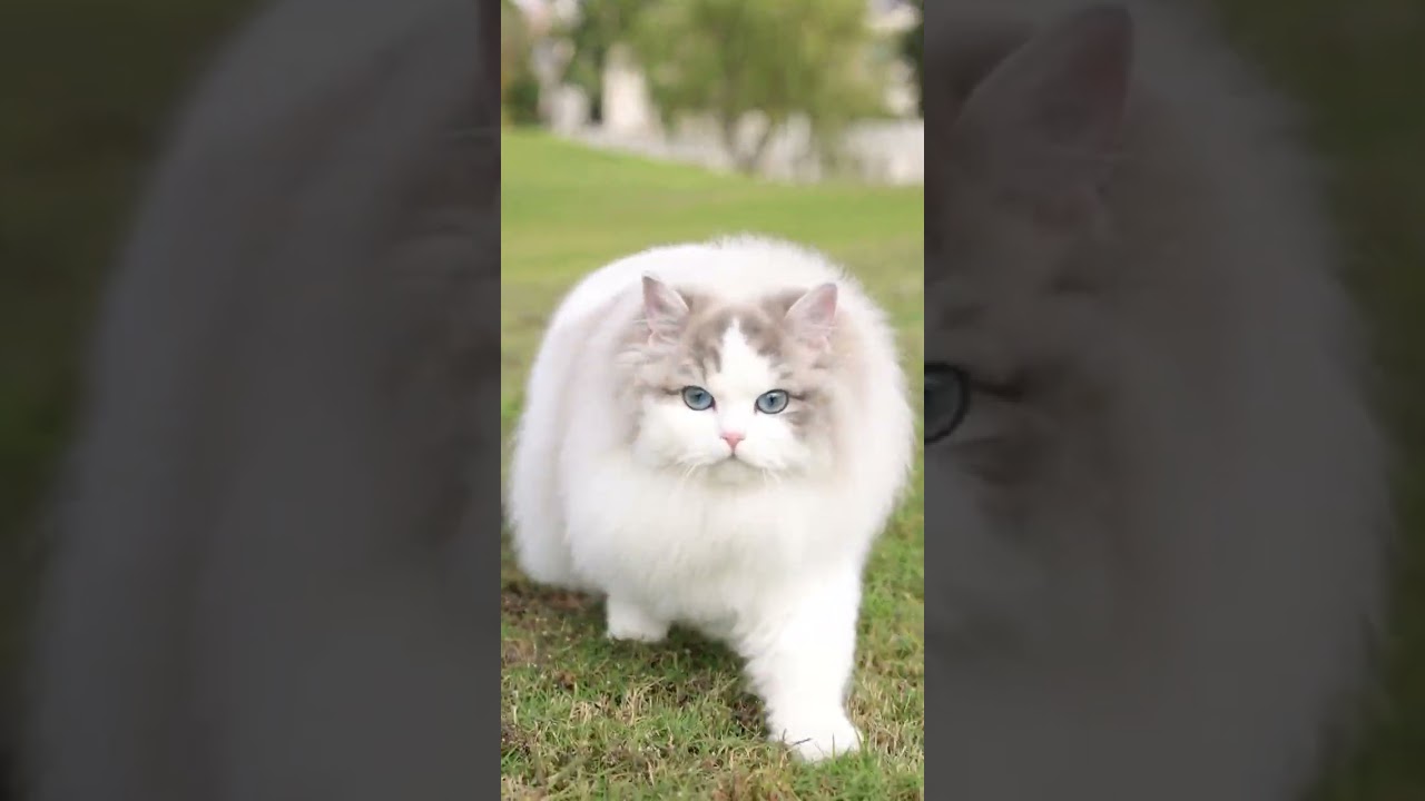 ragdoll ragdoll cat opium ragdoll cat thanos ragdoll cat