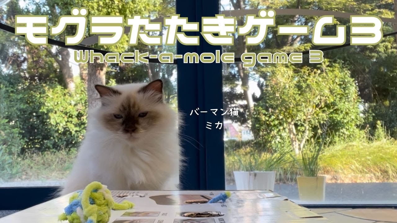 バーマン猫ミカ【モグラたたきゲーム３】Whack-a-mole game 3（バーマン猫）Birman/Cat