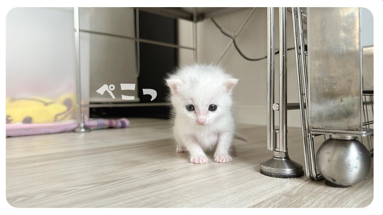 【163gのひとりっ子猫】ミルクを飲んで出すからまた飲める★勢いは無限大【保護猫生活3日目】