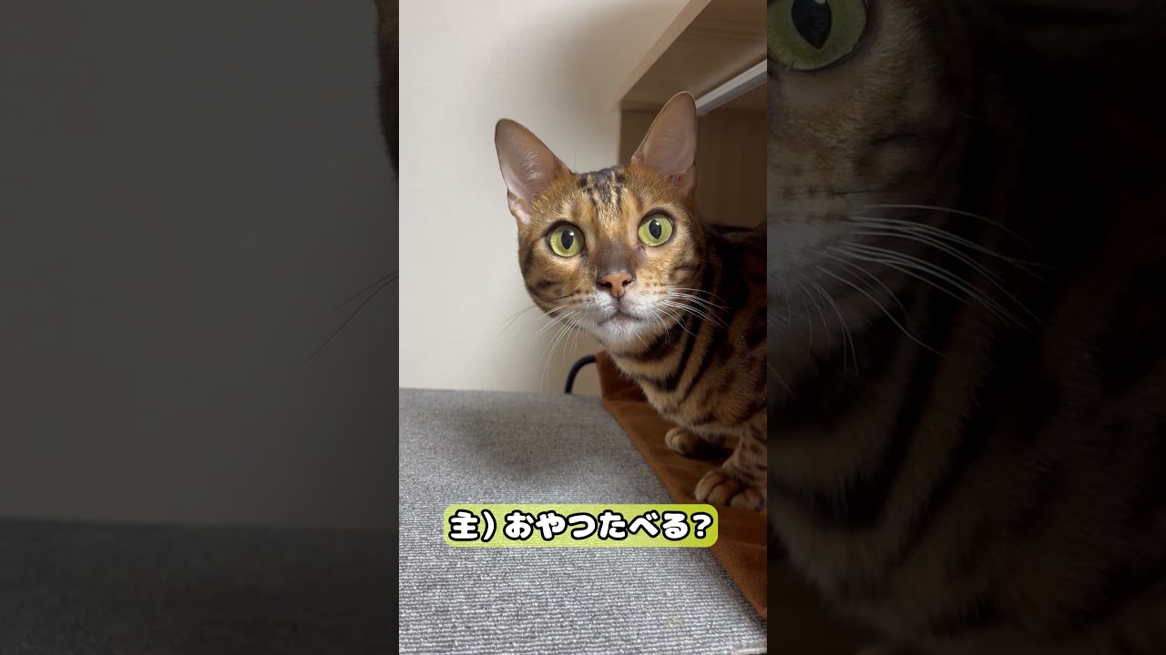 【猫】おやつ 10月18日 #cat #kawaii #ベンガル
