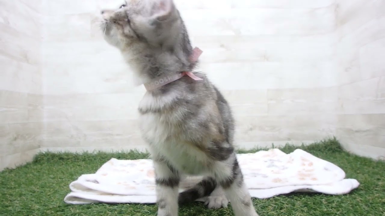 Coo&RIKU　No00653604 アメリカンカール