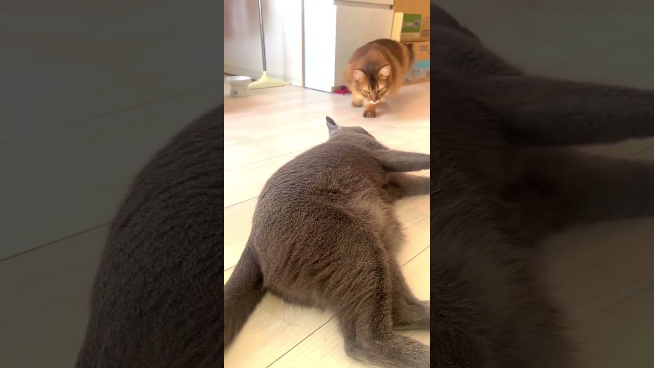 お兄ちゃんと並んで伸びたい猫 #ロシアンブルー #ソマリ #shorts