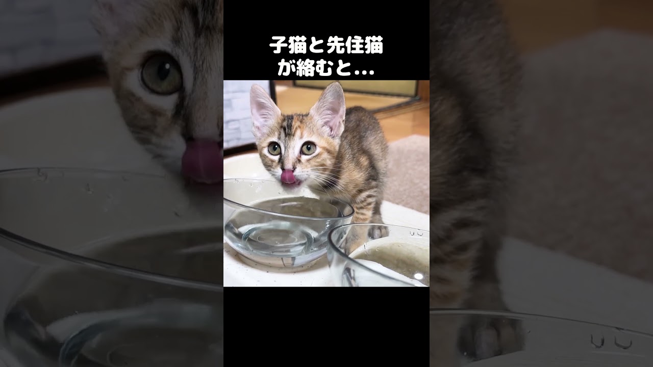 警戒心が強い子猫にそっと近づく先住猫が優しい　#shorts