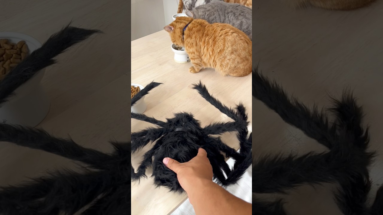 びっくりする猫 #猫 #マンチカン #shorts