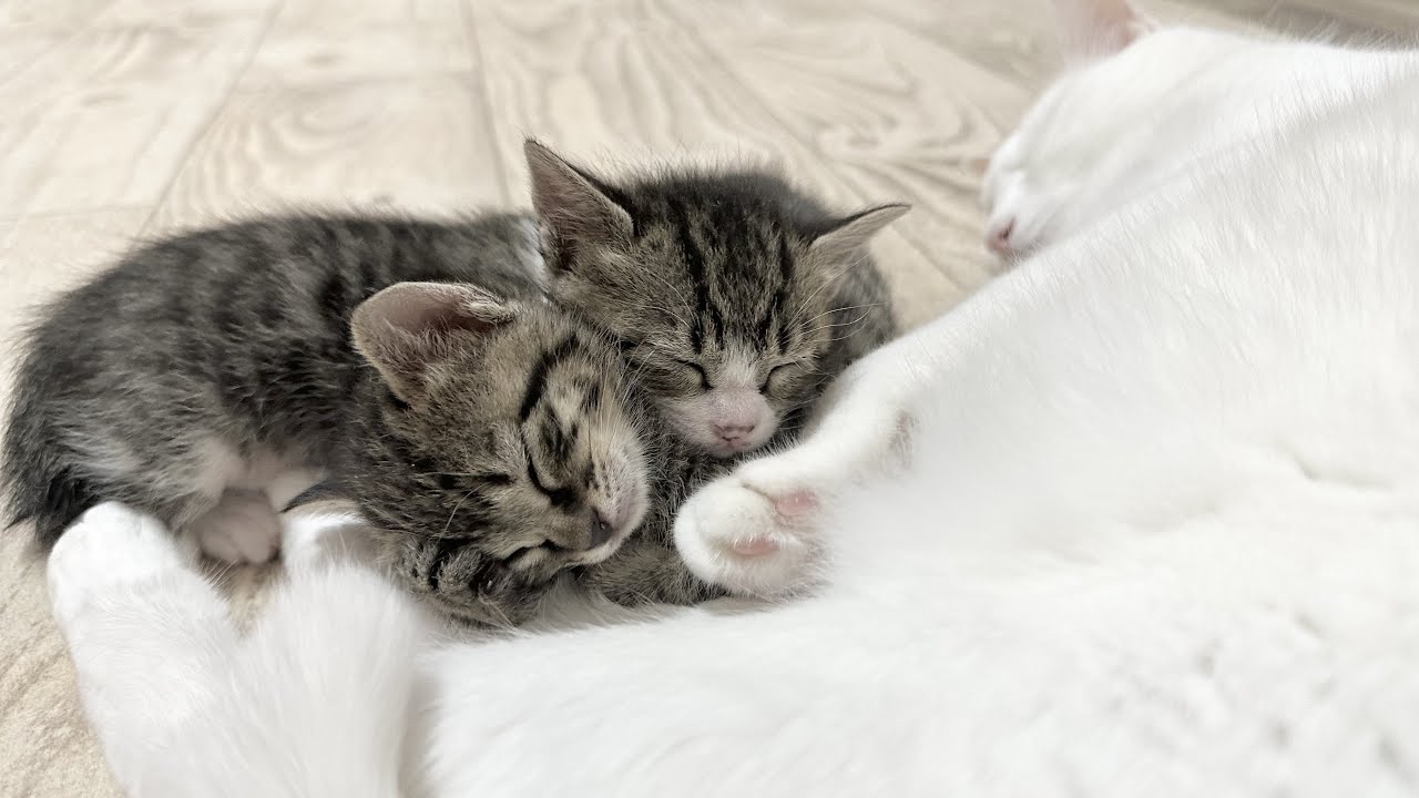 生後28日 先住猫の温もりを知ってしまった子猫【山菜兄妹#27】Kittens who have learned the warmth of their predecessor cat.