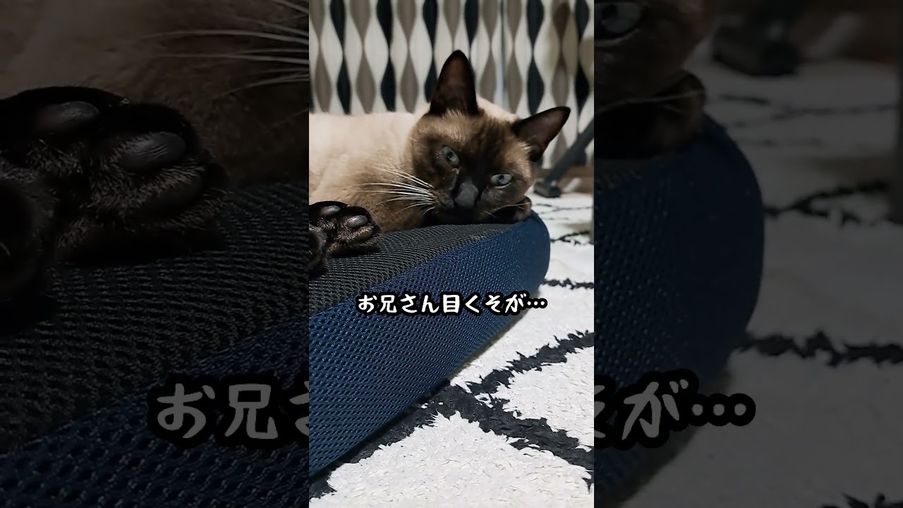 【猫】眠さには勝てん🐱#猫 #シャムミックス #shorts