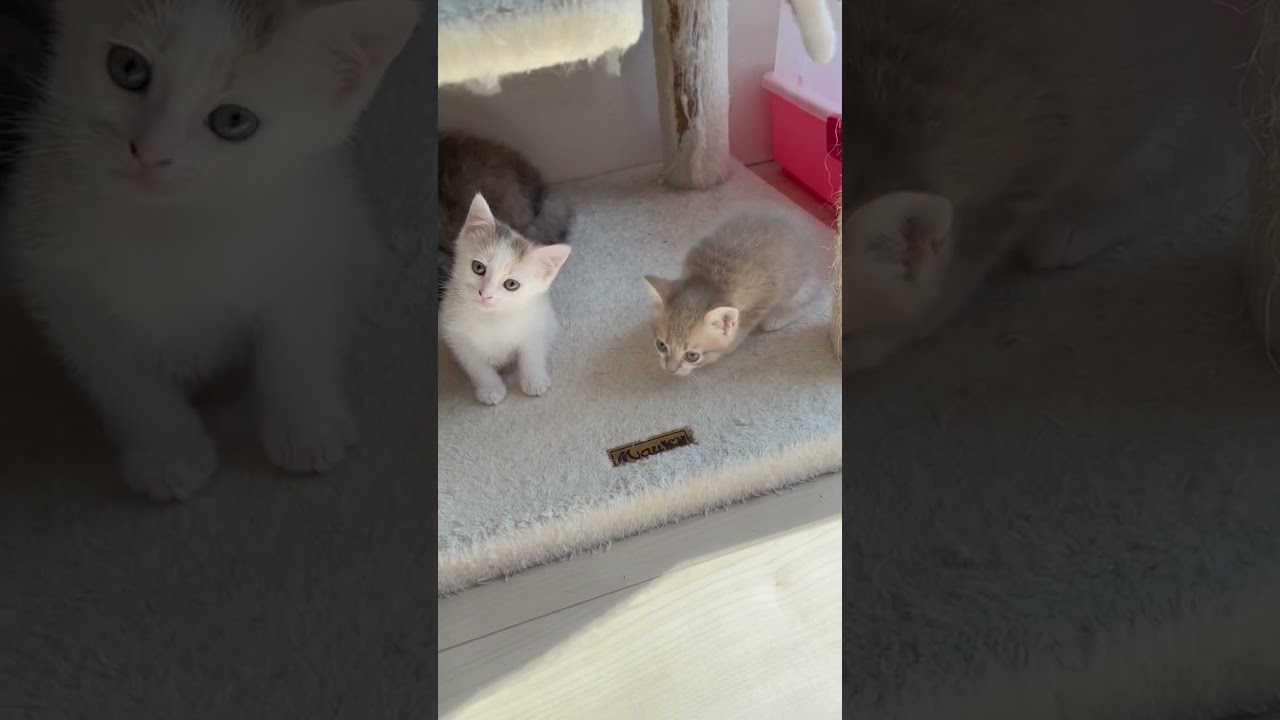 長足マンチカン🩷 【お問合せ詳細は説明欄に記載あります】 #スクーカム #ブリーダー直販 #マンチカン #ミヌエット #ラパーマ #子猫 #子猫販売 #猫 #猫のいる暮らし #猫動画