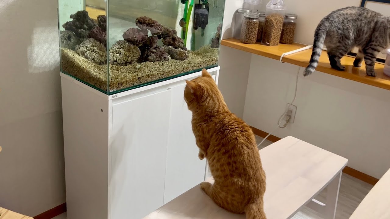 水槽が気になってマンチカン立ちしちゃったぽちゃくん #猫 #マンチカン