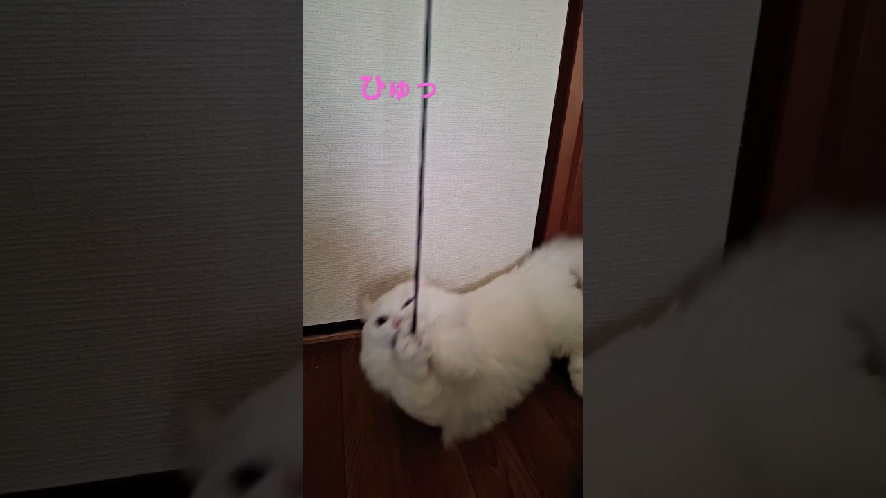 【オッドアイ幸せを呼ぶ猫】ラビちゃん釣り#猫#cat#キンカロー#shorts