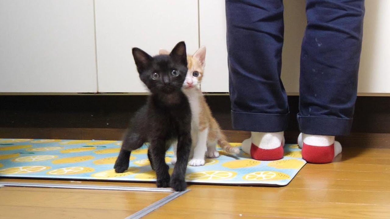 足元から離れない子猫たち。【赤ちゃん猫　保護猫】