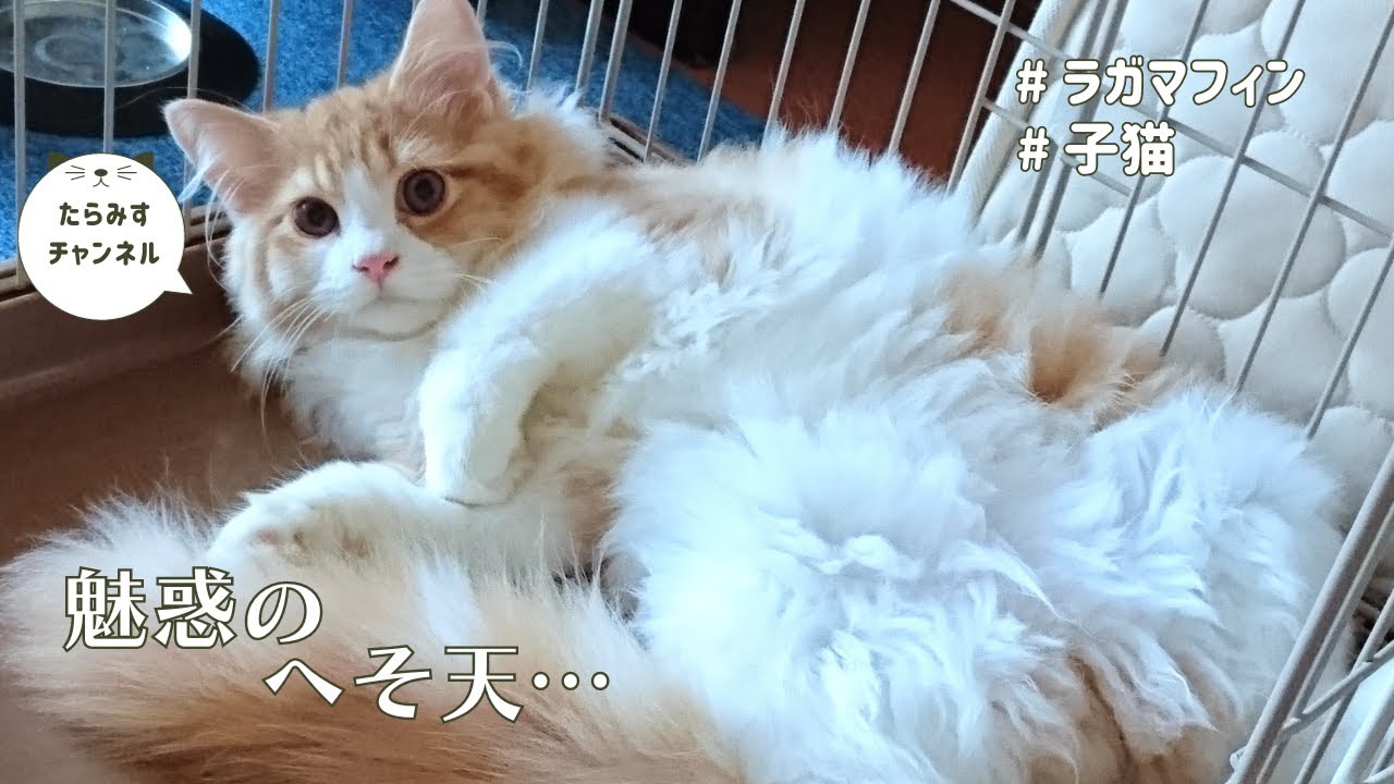 無防備すぎる猫【ラガマフィン】【ragamuffin】