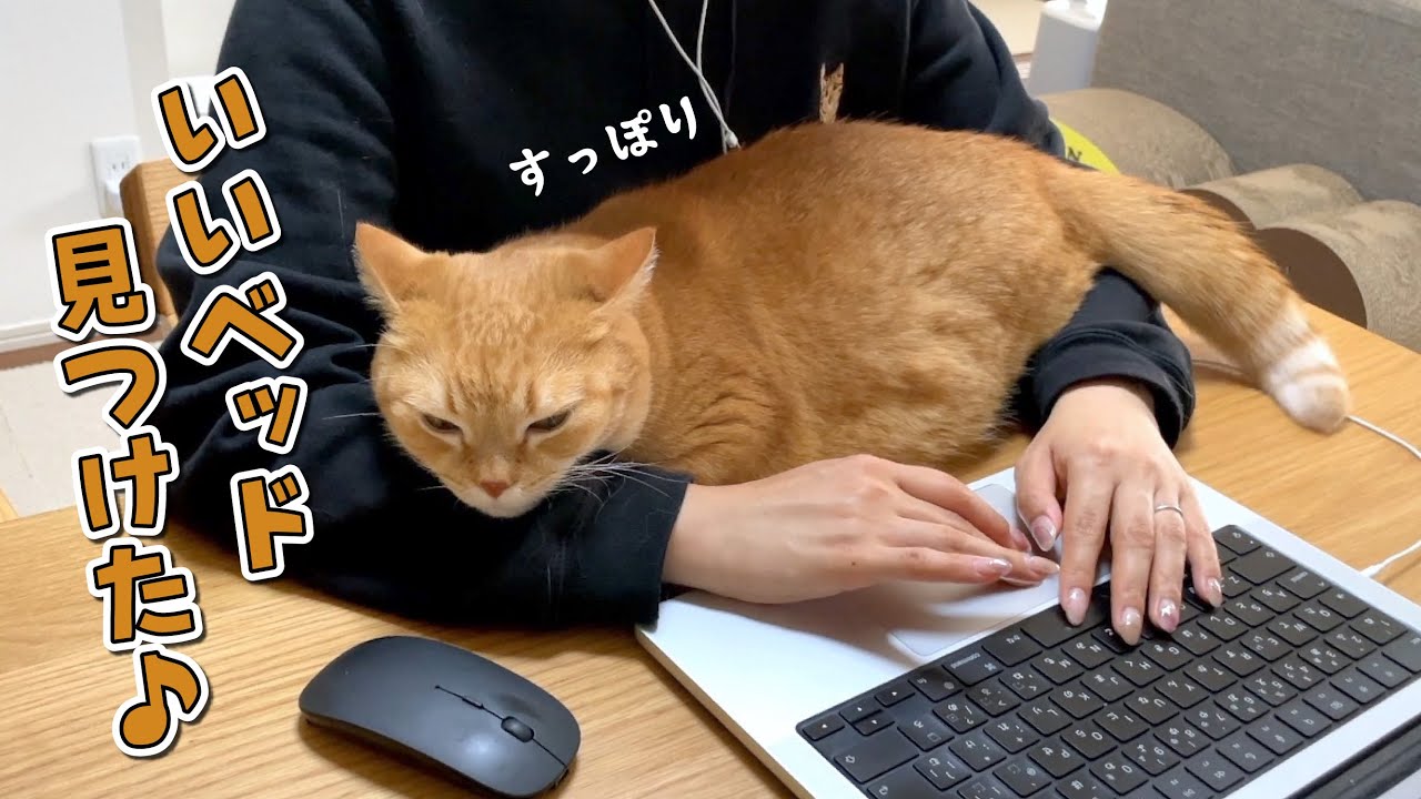 ママの腕の中が一番あったかいと気付いて離れない甘えん坊猫！