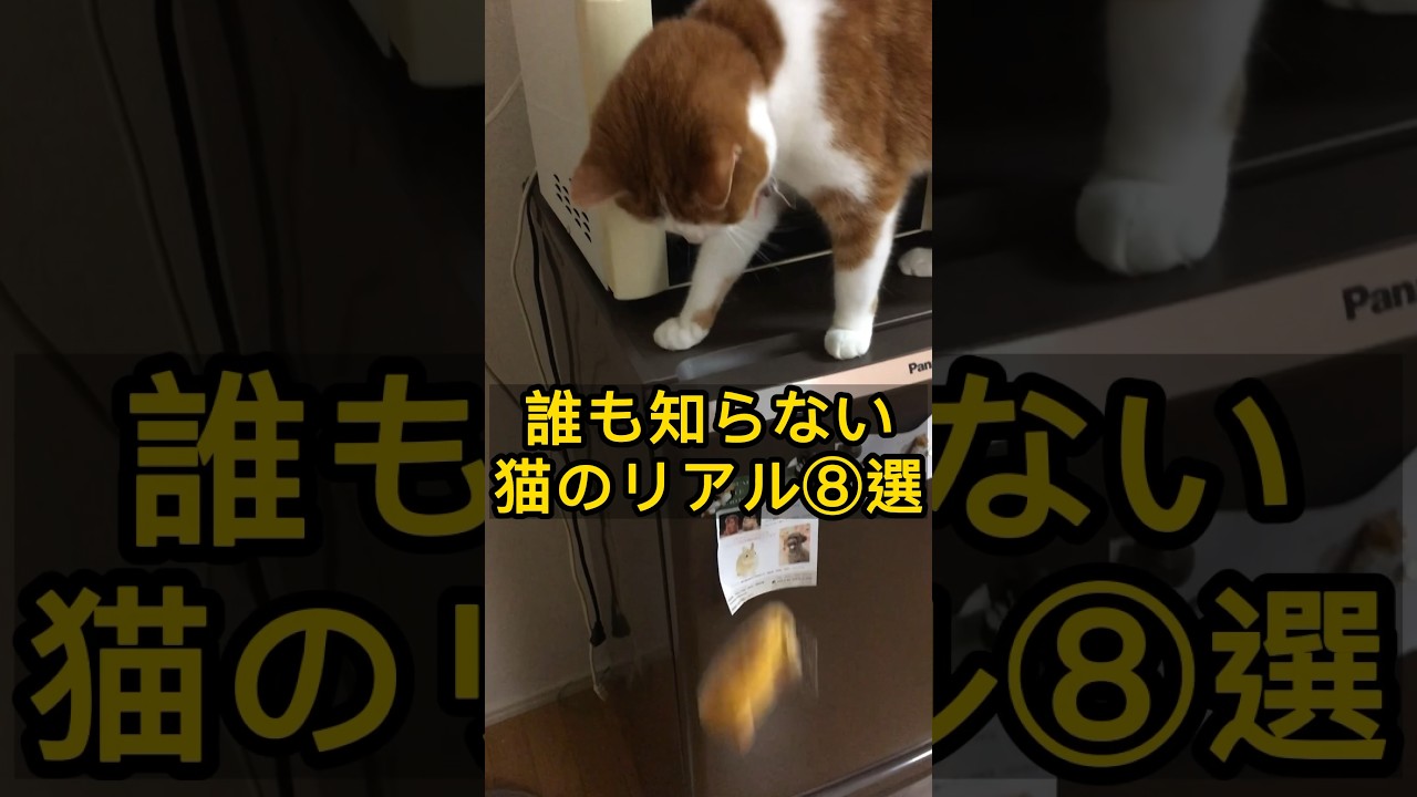 コレほんとあるあるだよね？！ #スコティッシュフォールド #猫  #ねこのいる生活 #猫おもしろ
