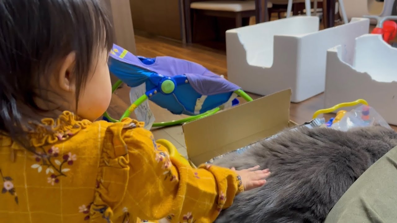 飼い主が座ったらすぐに甘えに来る猫　ノルウェージャン　ラガマフィンA cat that comes to be pampered as soon as its owner sits down.