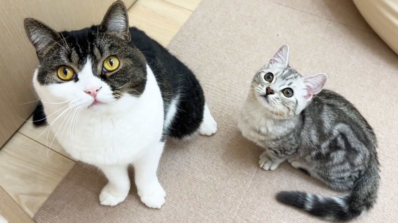 家に来て1日で仲良くなった子猫のそらくんと息子猫うま次郎💕